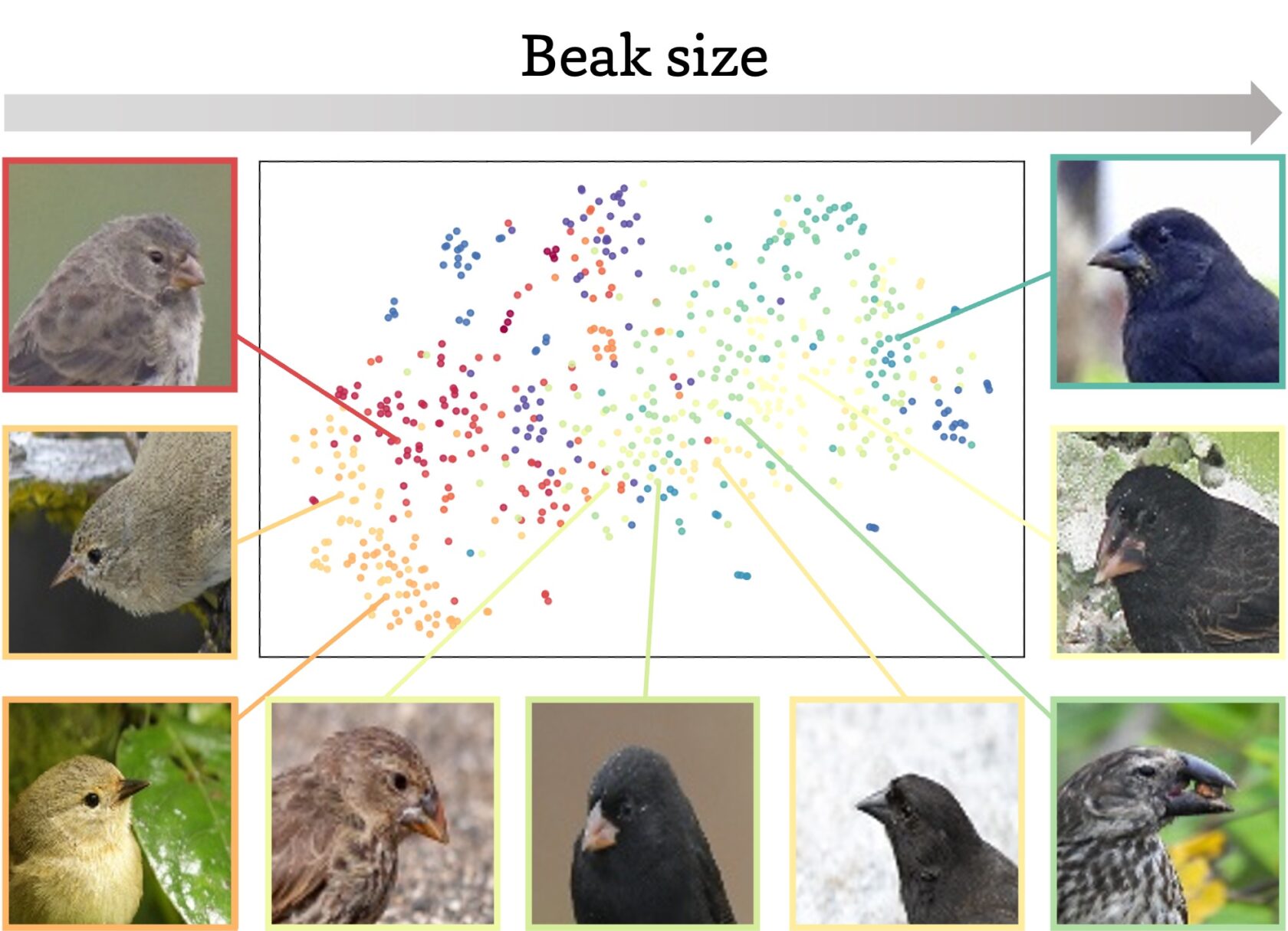 Диаграмма рассеяния, показывающая распределение вьюрков Дарвина по размеру клюва в модели BioCLIP 2