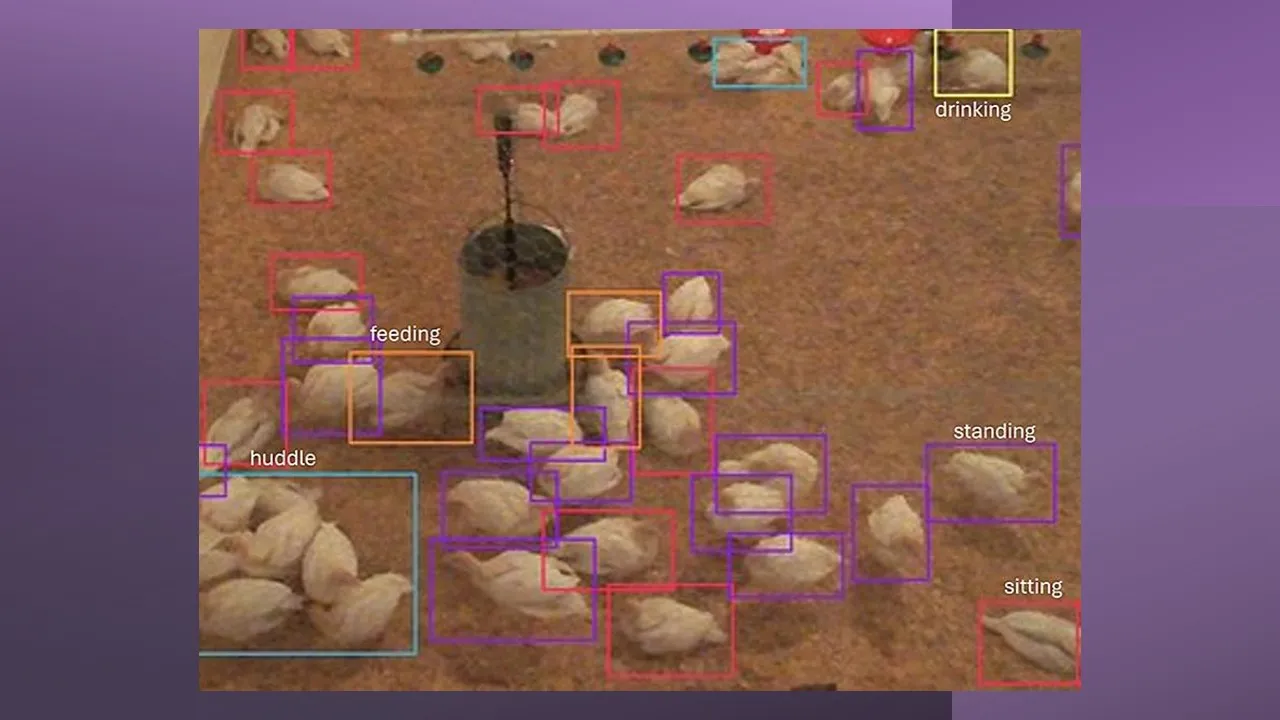 Поведение индеек, записанное дронами с использованием технологии искусственного интеллекта